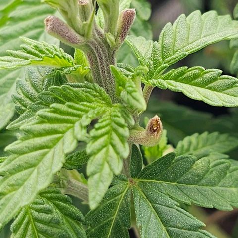 Baby Blueberry  growlog timeline photo