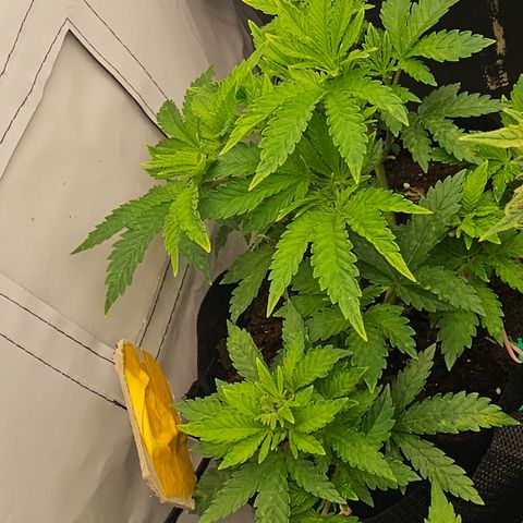 Baby Blueberry  growlog timeline photo