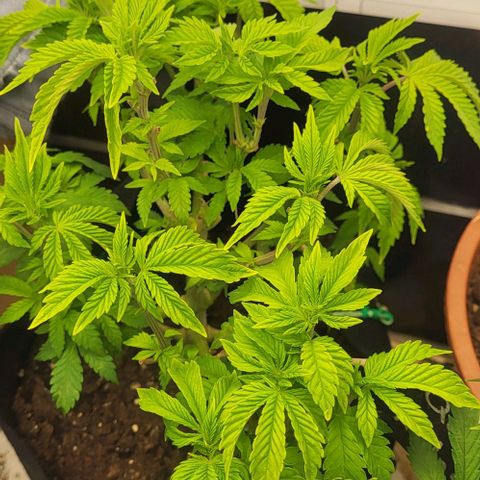 Baby Blueberry  growlog timeline photo