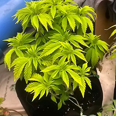 Baby Blueberry  growlog timeline photo