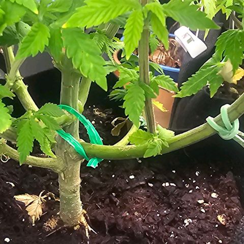 Baby Blueberry  growlog timeline photo
