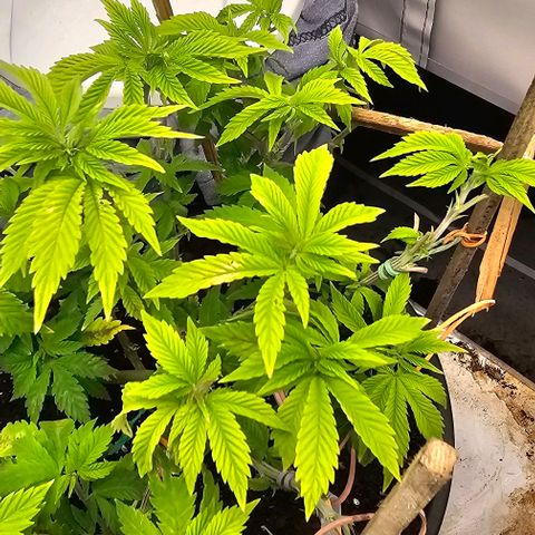 Baby Blueberry  growlog timeline photo