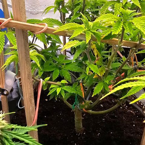 Baby Blueberry  growlog timeline photo