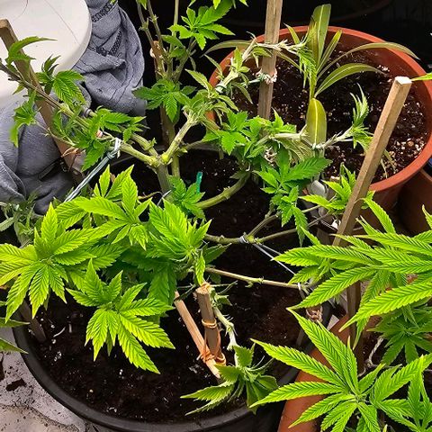 Baby Blueberry  growlog timeline photo