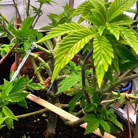 Baby Blueberry  growlog timeline photo