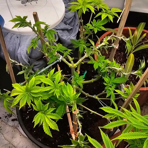 Baby Blueberry  growlog timeline photo