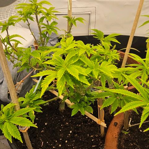 Baby Blueberry  growlog timeline photo