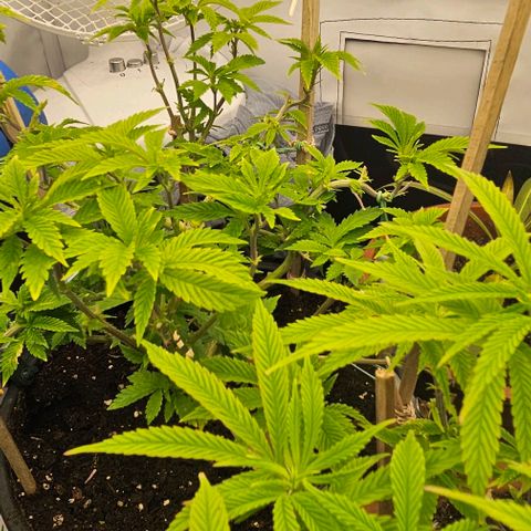 Baby Blueberry  growlog timeline photo