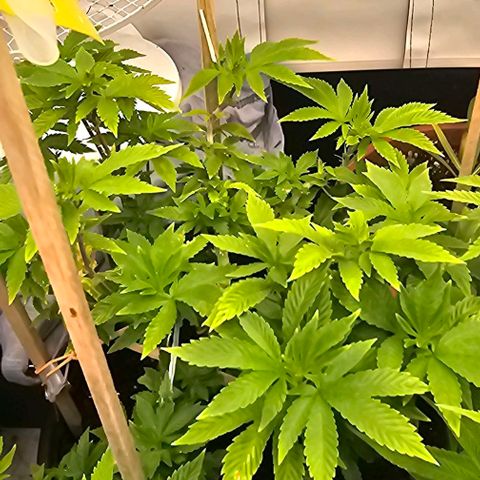 Baby Blueberry  growlog timeline photo