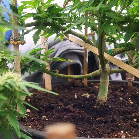 Baby Blueberry  growlog timeline photo
