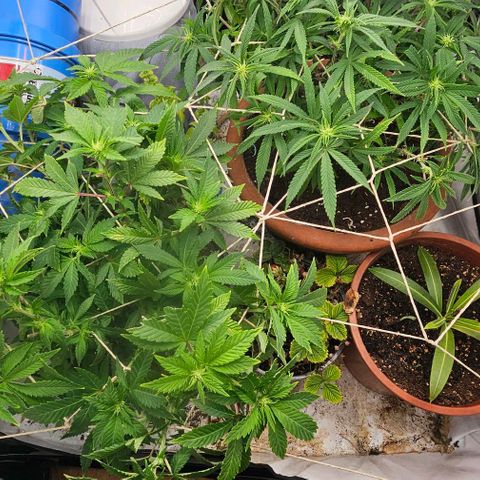 Baby Blueberry  growlog timeline photo
