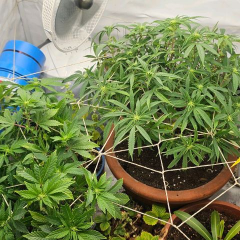 Baby Blueberry  growlog timeline photo