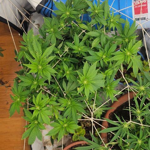 Baby Blueberry  growlog timeline photo