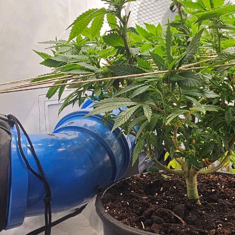 Baby Blueberry  growlog timeline photo