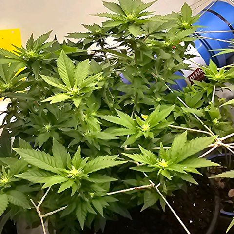 Baby Blueberry  growlog timeline photo