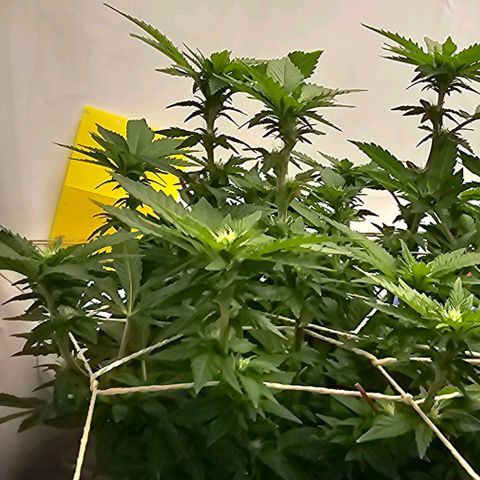 Baby Blueberry  growlog timeline photo