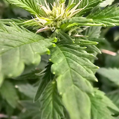 Baby Blueberry  growlog timeline photo