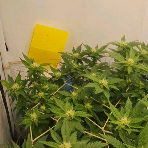 Baby Blueberry  growlog timeline photo