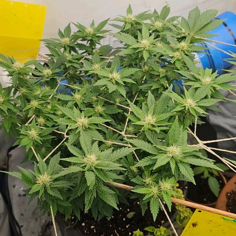 Baby Blueberry  growlog timeline photo