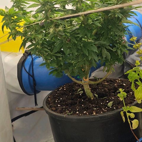 Baby Blueberry  growlog timeline photo