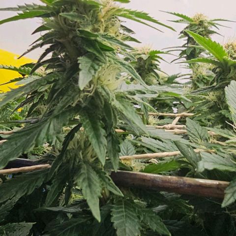 Baby Blueberry  growlog timeline photo