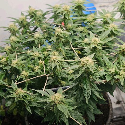 Baby Blueberry  growlog timeline photo