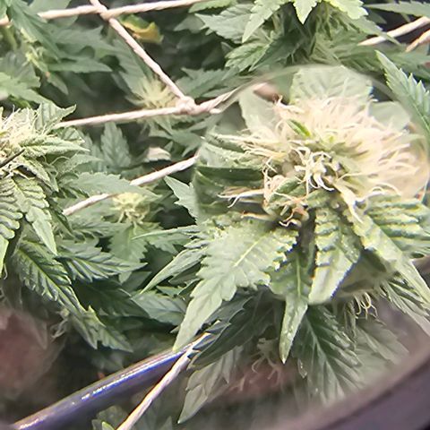 Baby Blueberry  growlog timeline photo