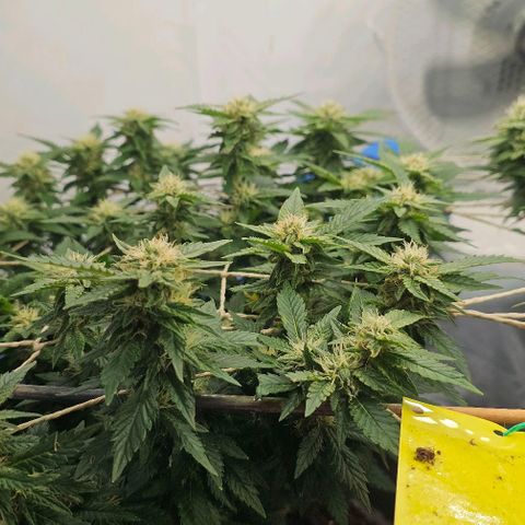 Baby Blueberry  growlog timeline photo