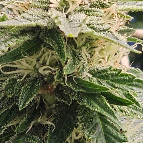 Baby Blueberry  growlog timeline photo