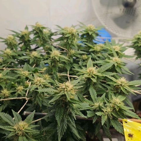 Baby Blueberry  growlog timeline photo