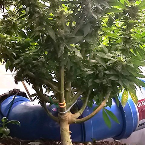 Baby Blueberry  growlog timeline photo