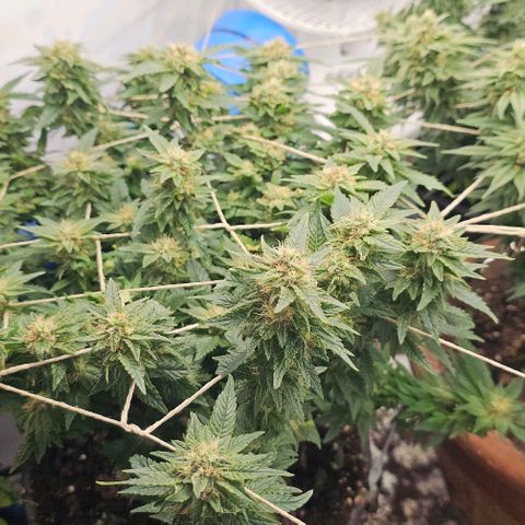 Baby Blueberry  growlog timeline photo