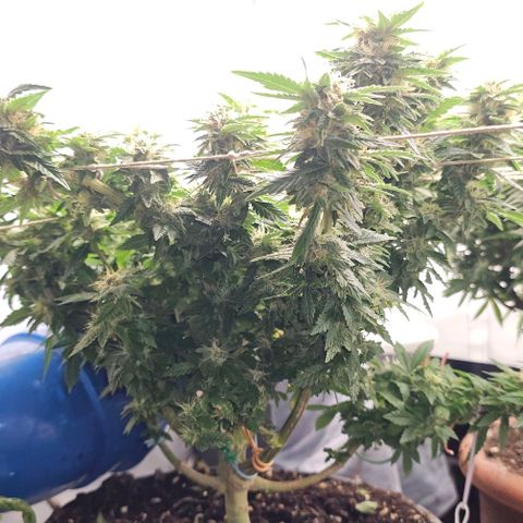 Baby Blueberry  growlog timeline photo