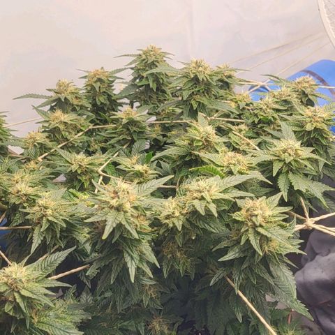 Baby Blueberry  growlog timeline photo