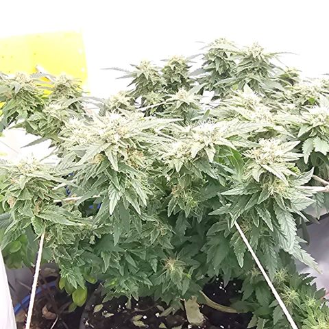 Baby Blueberry  growlog timeline photo