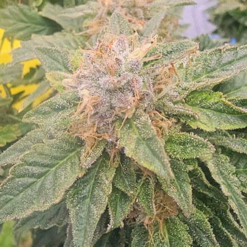 Baby Blueberry  growlog timeline photo