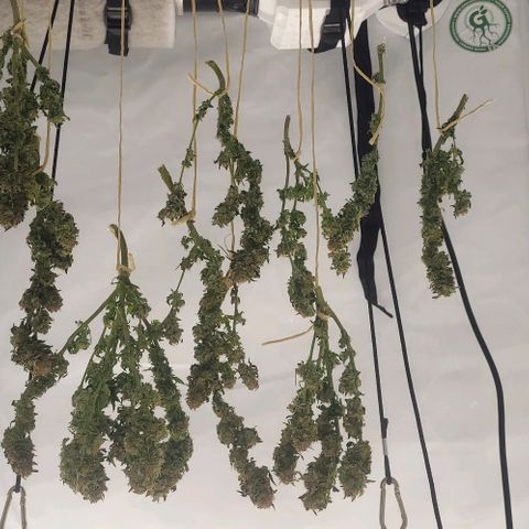 Baby Blueberry  growlog timeline photo