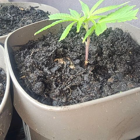 Die sieben Zwerge  #7 growlog timeline photo
