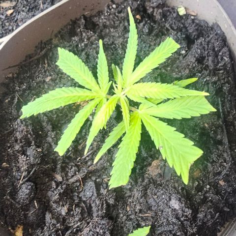 Die sieben Zwerge  #7 growlog timeline photo