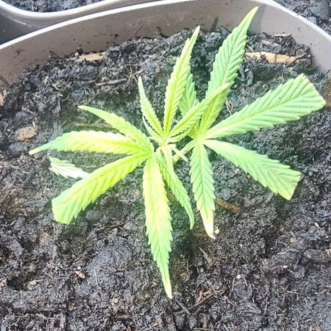 Die sieben Zwerge #5 growlog timeline photo