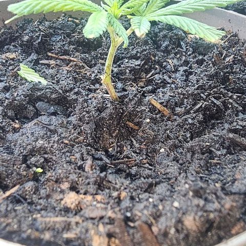 Die sieben Zwerge #5 growlog timeline photo