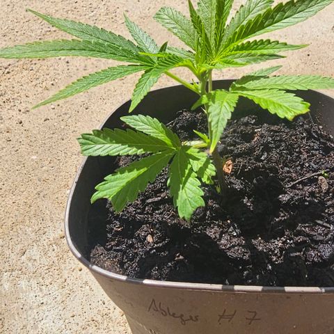 Die sieben Zwerge  #7 growlog timeline photo