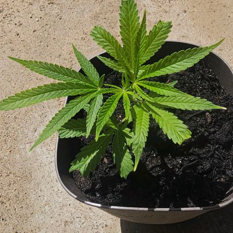 Die sieben Zwerge  #7 growlog timeline photo