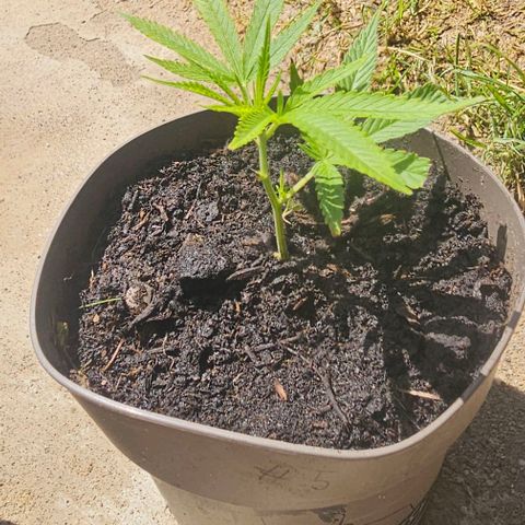 Die sieben Zwerge #5 growlog timeline photo