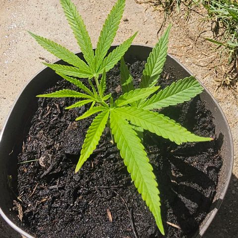 Die sieben Zwerge #5 growlog timeline photo