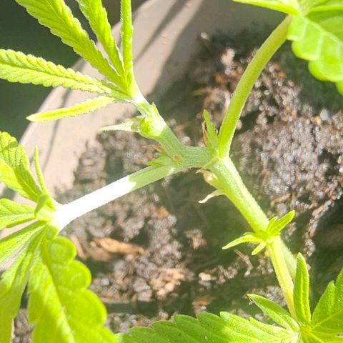 Die sieben Zwerge #5 growlog timeline photo