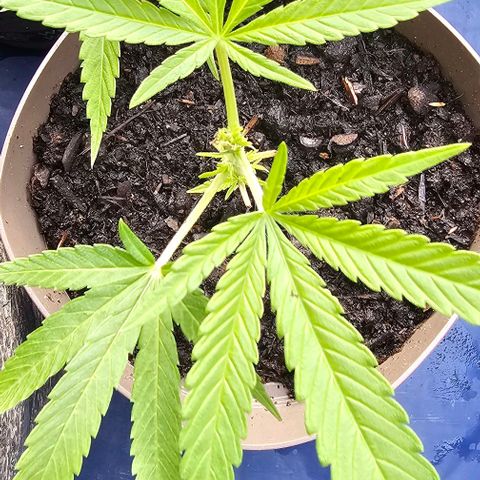 Die sieben Zwerge  #7 growlog timeline photo