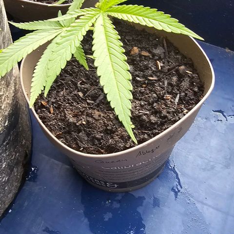 Die sieben Zwerge  #7 growlog timeline photo