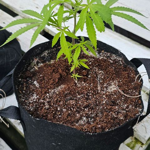 Die sieben Zwerge  #7 growlog timeline photo