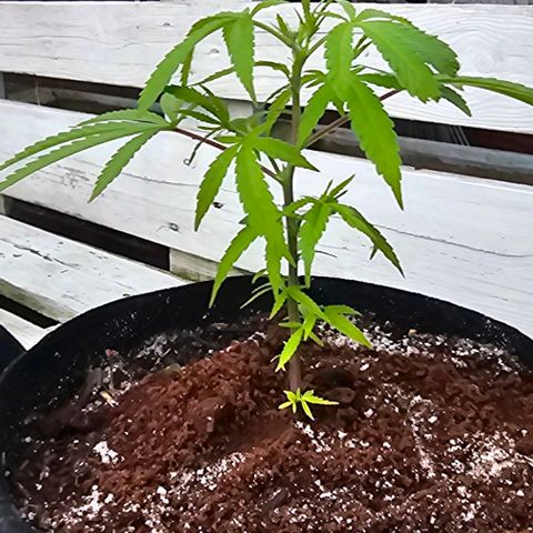 Die sieben Zwerge  #7 growlog timeline photo